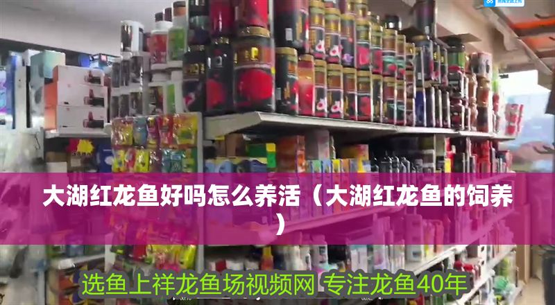 大湖紅龍魚好嗎怎么養活（大湖紅龍魚的飼養）