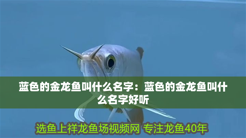 藍色的金龍魚叫什么名字：藍色的金龍魚叫什么名字好聽