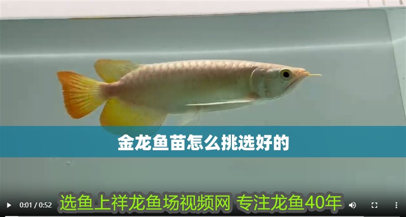 金龍魚苗怎么挑選好的