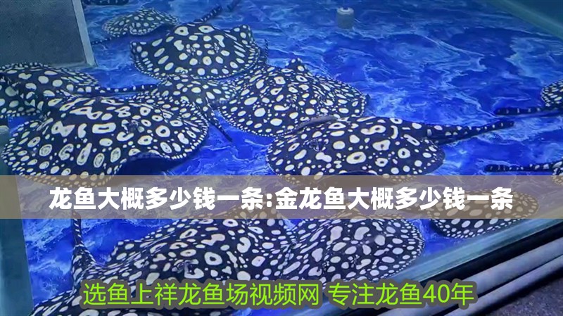龍魚大概多少錢一條:金龍魚大概多少錢一條