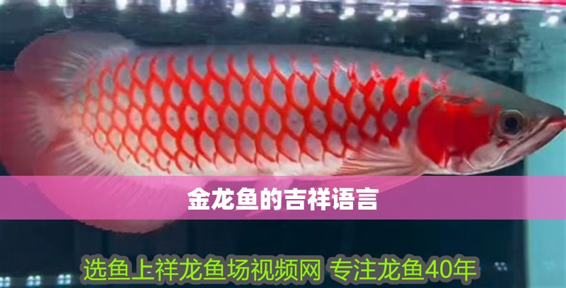 金龍魚的吉祥語言