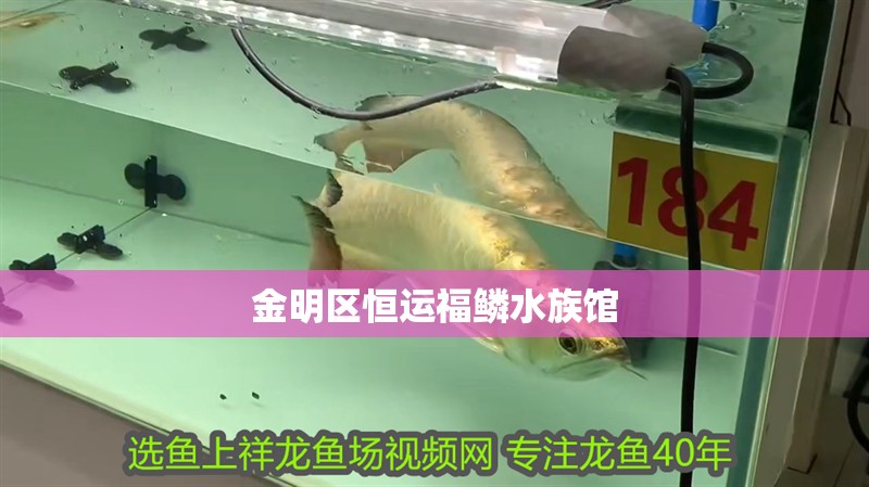 金明區(qū)恒運福鱗水族館
