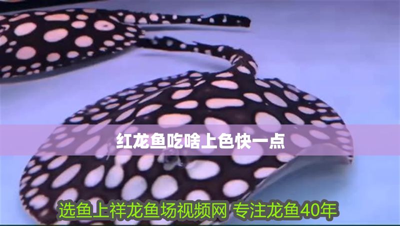 紅龍魚吃啥上色快一點