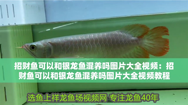 招財(cái)魚可以和銀龍魚混養(yǎng)嗎圖片大全視頻：招財(cái)魚可以和銀龍魚混養(yǎng)嗎圖片大全視頻教程 招財(cái)魚可以和銀龍魚混養(yǎng)嗎圖片大全視頻：招財(cái)魚可以和銀龍魚混養(yǎng)嗎圖片大全視頻教程 水族問(wèn)答