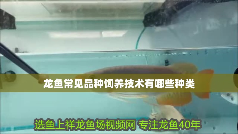 龍魚常見品種飼養技術有哪些種類