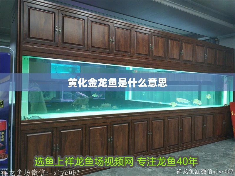 黃化金龍魚是什么意思