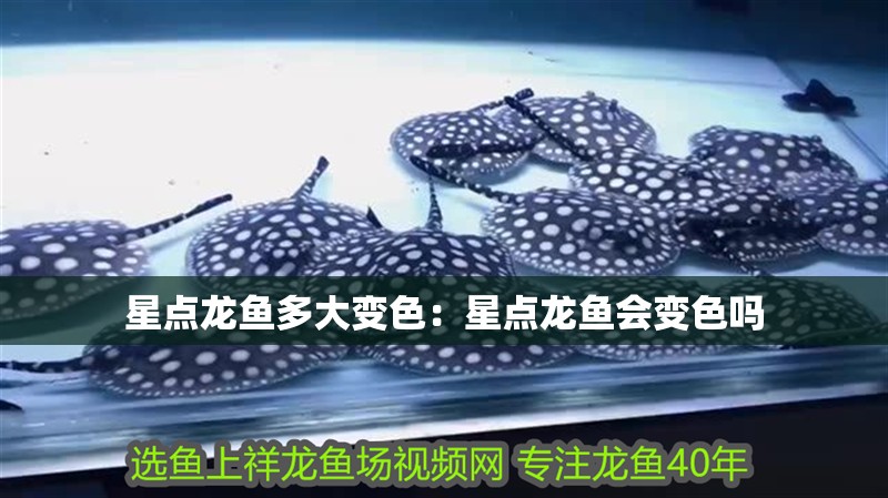 星點龍魚多大變色：星點龍魚會變色嗎