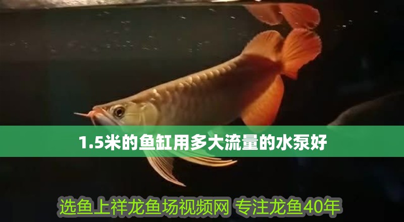 1.5米的魚缸用多大流量的水泵好