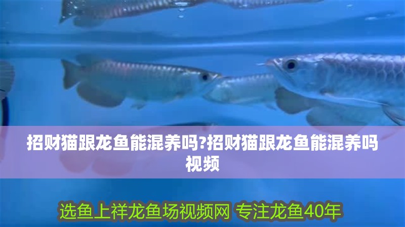 招財貓跟龍魚能混養(yǎng)嗎?招財貓跟龍魚能混養(yǎng)嗎視頻