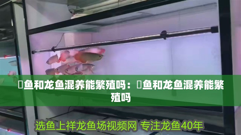 魟魚和龍魚混養能繁殖嗎:魟魚和龍魚混養能繁殖嗎 水族問答 魟魚和龍魚混養能繁殖嗎:魟魚和龍魚混養能繁殖嗎 魟魚和龍魚混養能繁殖嗎:魟魚和龍魚混養能繁殖嗎 水族問答