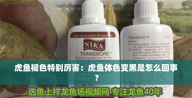 虎魚褪色特別厲害：虎魚體色變黑是怎么回事？