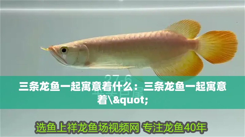 三條龍魚一起寓意著什么：三條龍魚一起寓意著\"