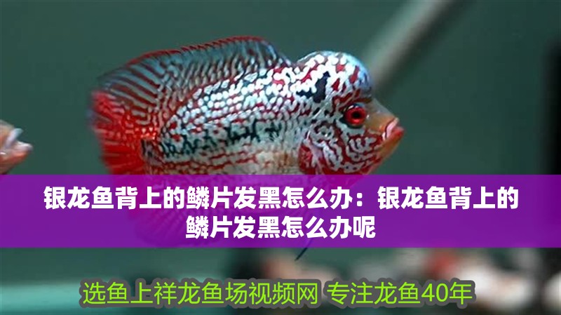 銀龍魚背上的鱗片發(fā)黑怎么辦：銀龍魚背上的鱗片發(fā)黑怎么辦呢