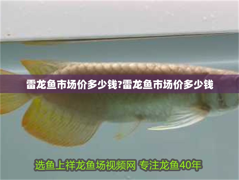 雷龍魚市場價多少錢?雷龍魚市場價多少錢