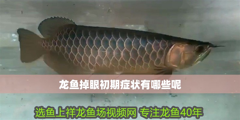龍魚掉眼初期癥狀有哪些呢