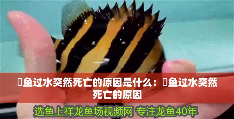魟魚(yú)過(guò)水突然死亡的原因是什么：魟魚(yú)過(guò)水突然死亡的原因