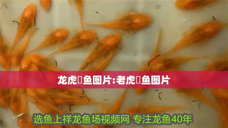 龍虎魟魚圖片:老虎魟魚圖片