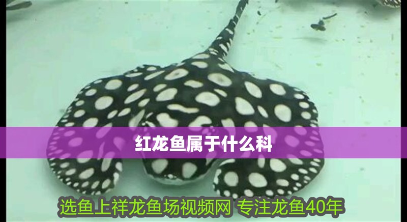 紅龍魚屬于什么科 紅龍魚屬于什么科 龍魚百科 第3張
