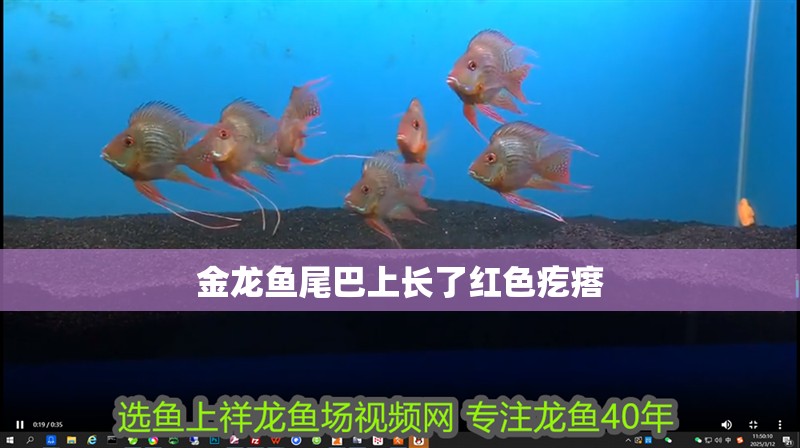 金龍魚尾巴上長了紅色疙瘩