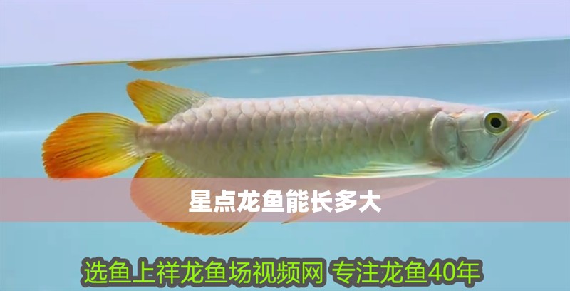 星點(diǎn)龍魚能長多大 星點(diǎn)龍魚能長多大 觀賞魚百科