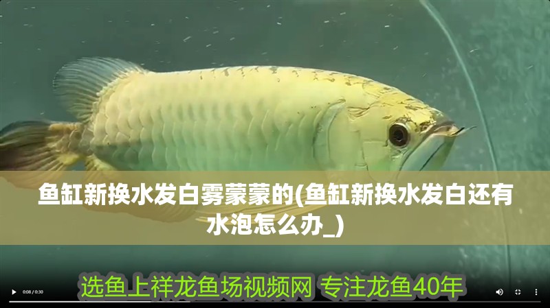 魚缸新換水發白霧蒙蒙的(魚缸新換水發白還有水泡怎么辦_)