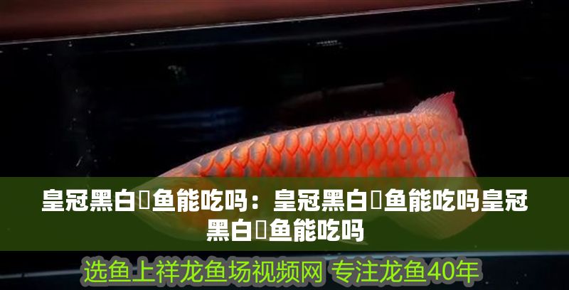 皇冠黑白魟魚能吃嗎:皇冠黑白魟魚能吃嗎皇冠黑白魟魚能吃嗎 魟魚百科 第2張 皇冠黑白魟魚能吃嗎:皇冠黑白魟魚能吃嗎皇冠黑白魟魚能吃嗎 皇冠黑白魟魚能吃嗎:皇冠黑白魟魚能吃嗎皇冠黑白魟魚能吃嗎 魟魚百科 第2張