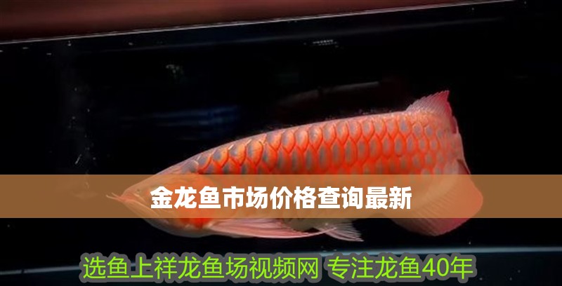金龍魚市場價格查詢最新