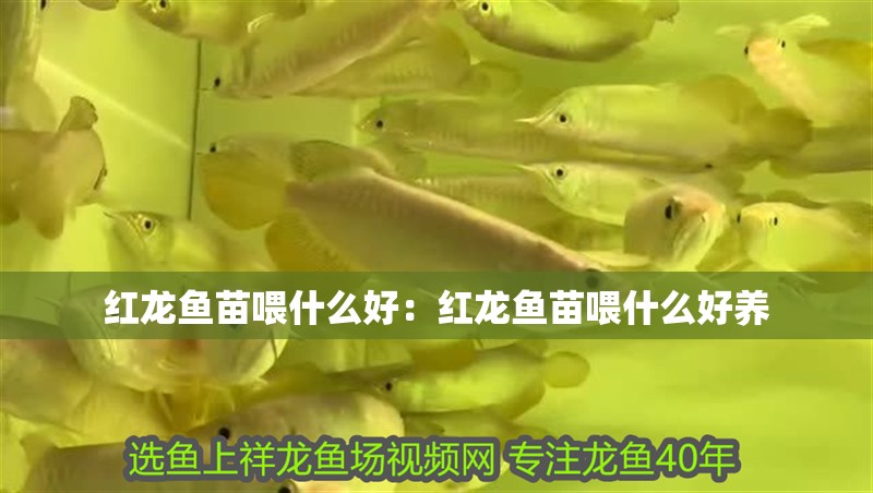 紅龍魚苗喂什么好：紅龍魚苗喂什么好養