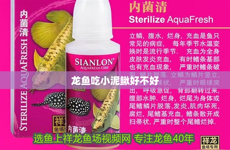 龍魚吃小泥鰍好不好