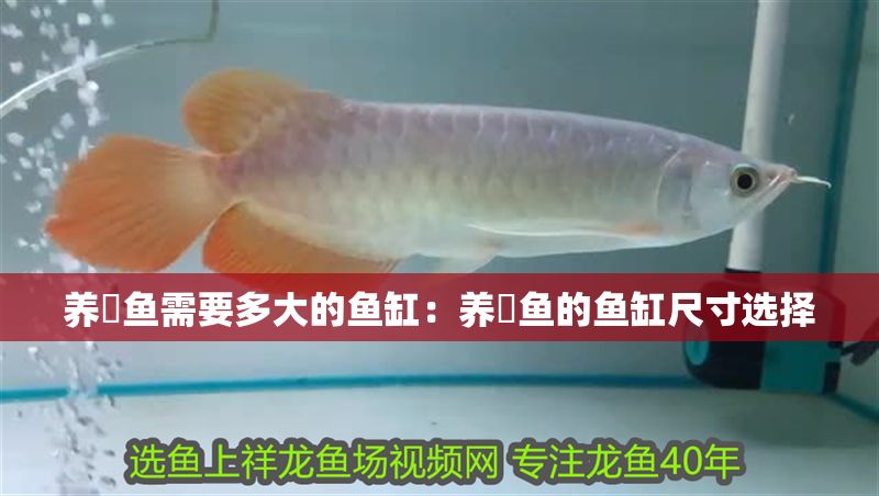 養魟魚需要多大的魚缸:養魟魚的魚缸尺寸選擇 魟魚百科 第2張 養魟魚需要多大的魚缸:養魟魚的魚缸尺寸選擇 養魟魚需要多大的魚缸:養魟魚的魚缸尺寸選擇 魟魚百科 第2張