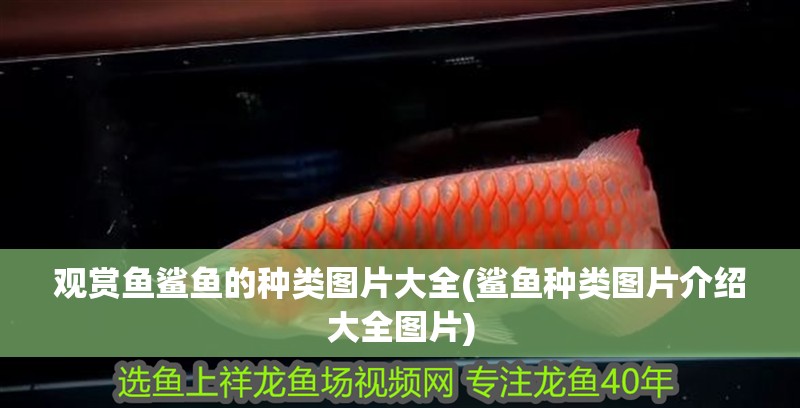 觀賞魚鯊魚的種類圖片大全(鯊魚種類圖片介紹大全圖片) 觀賞魚鯊魚的種類圖片大全(鯊魚種類圖片介紹大全圖片) 觀賞魚百科