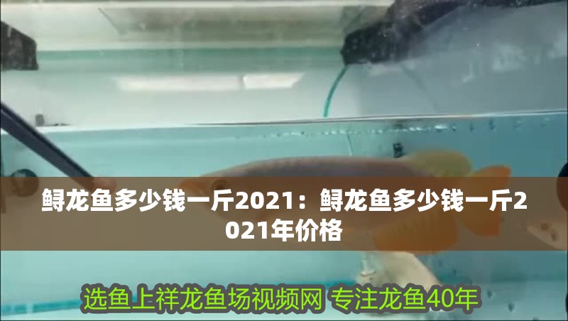 鱘龍魚多少錢一斤2021：鱘龍魚多少錢一斤2021年價格