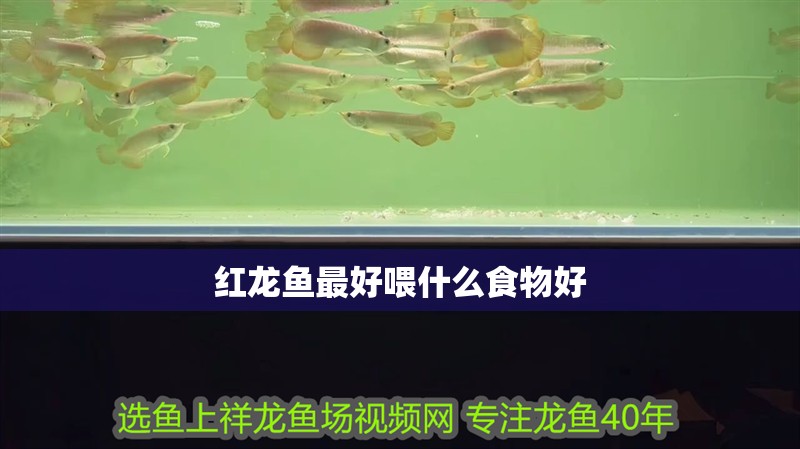 紅龍魚最好喂什么食物好