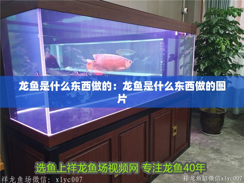 龍魚是什么東西做的：龍魚是什么東西做的圖片