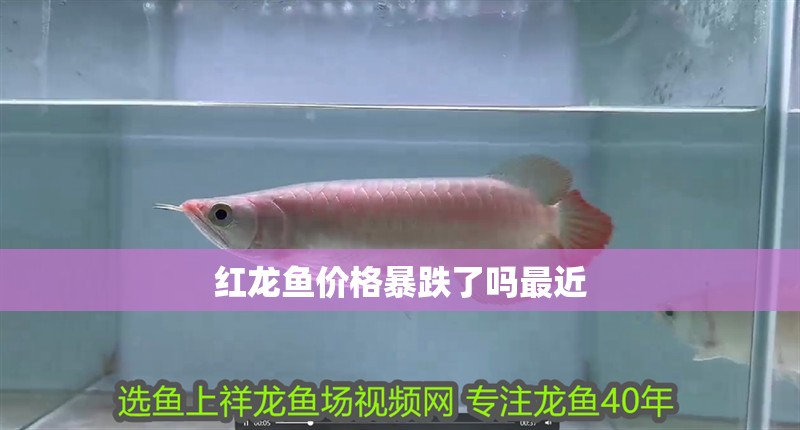 紅龍魚價格暴跌了嗎最近