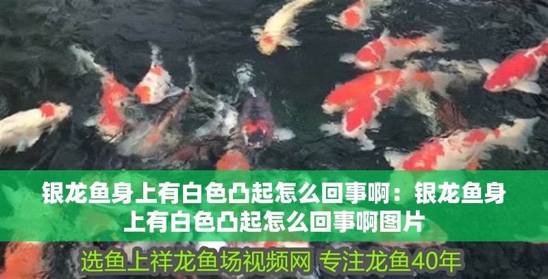銀龍魚(yú)身上有白色凸起怎么回事啊：銀龍魚(yú)身上有白色凸起怎么回事啊圖片