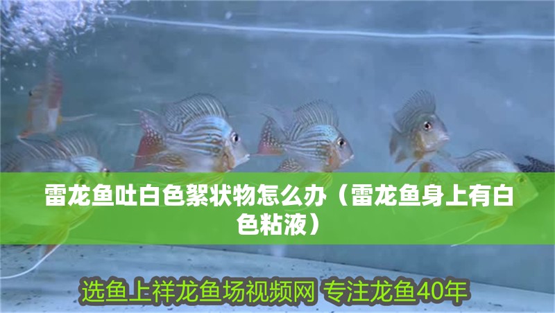 雷龍魚吐白色絮狀物怎么辦（雷龍魚身上有白色粘液）