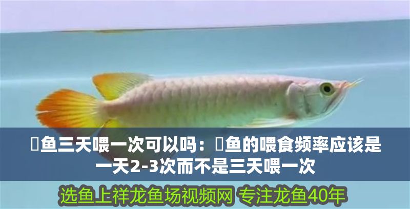 魟魚三天喂一次可以嗎：魟魚的喂食頻率應該是一天2-3次而不是三天喂一次
