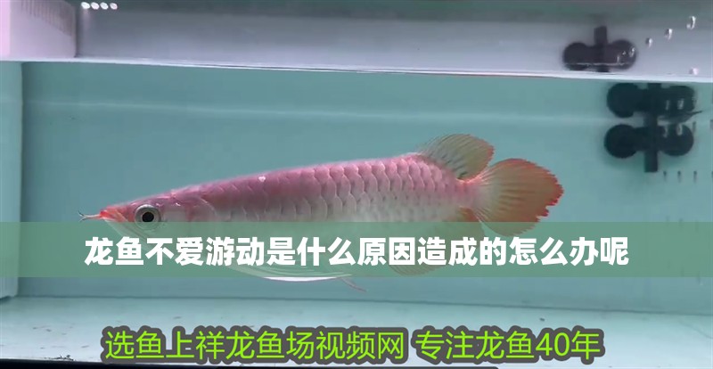 龍魚不愛游動是什么原因造成的怎么辦呢