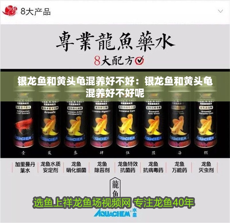 銀龍魚(yú)和黃頭龜混養(yǎng)好不好：銀龍魚(yú)和黃頭龜混養(yǎng)好不好呢