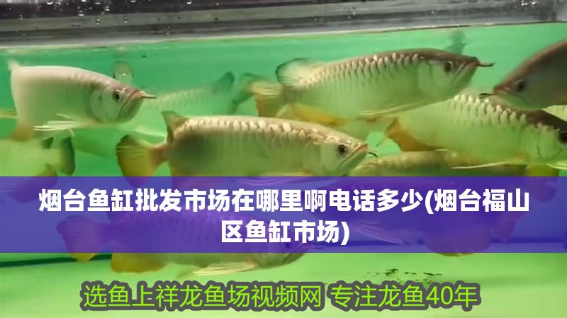 煙臺魚缸批發(fā)市場在哪里啊電話多少(煙臺福山區(qū)魚缸市場)