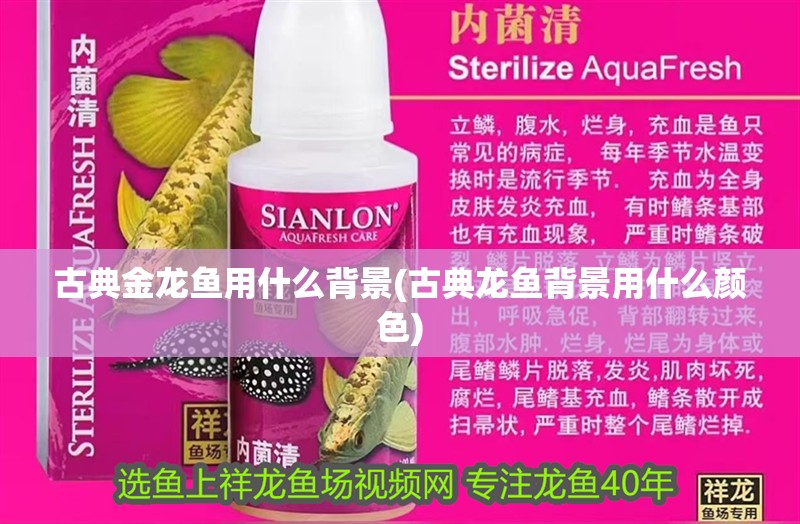 古典金龍魚用什么背景(古典龍魚背景用什么顏色)