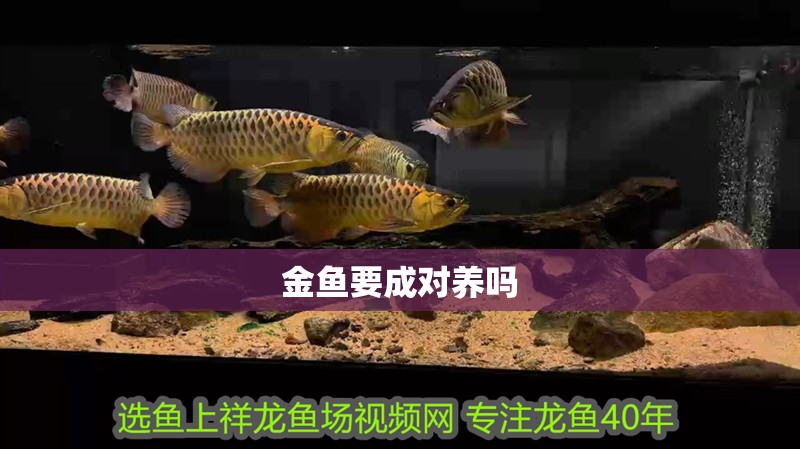 金魚要成對養嗎