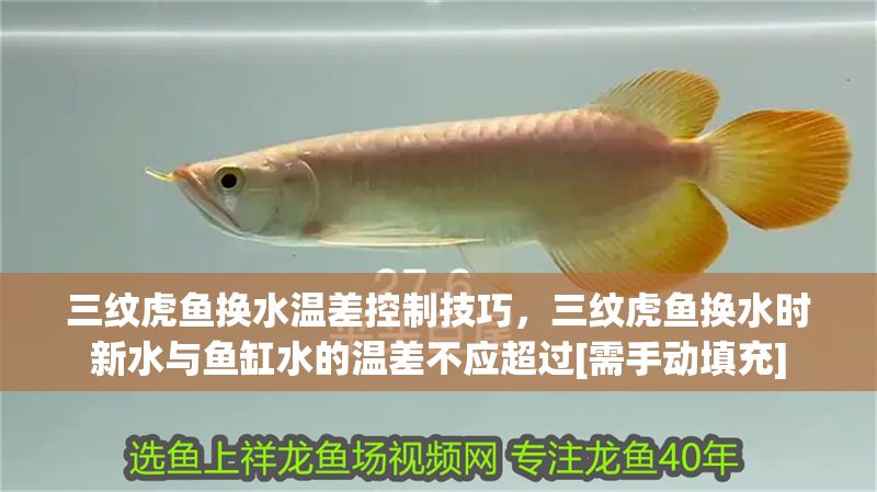 三紋虎魚換水溫差控制技巧，三紋虎魚換水時新水與魚缸水的溫差不應超過[需手動填充]