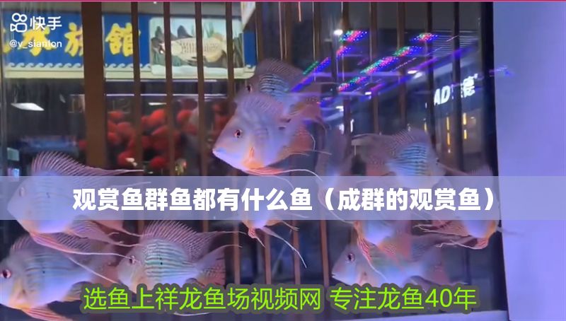 觀賞魚群魚都有什么魚（成群的觀賞魚）