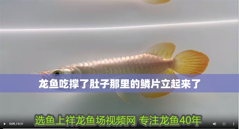 龍魚吃撐了肚子那里的鱗片立起來了 龍魚吃撐了肚子那里的鱗片立起來了 龍魚百科 第3張
