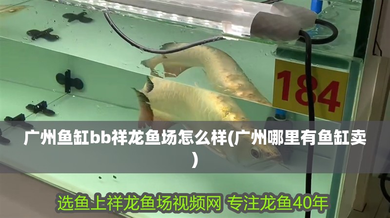 廣州魚缸bb祥龍魚場怎么樣(廣州哪里有魚缸賣)