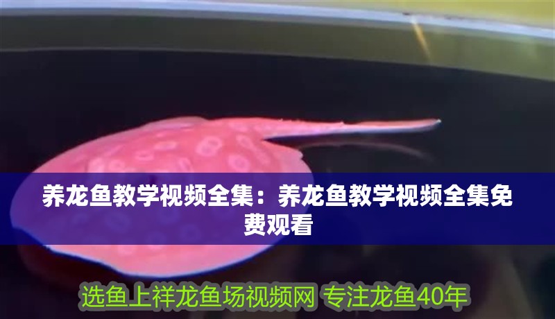 養龍魚教學視頻全集：養龍魚教學視頻全集免費觀看