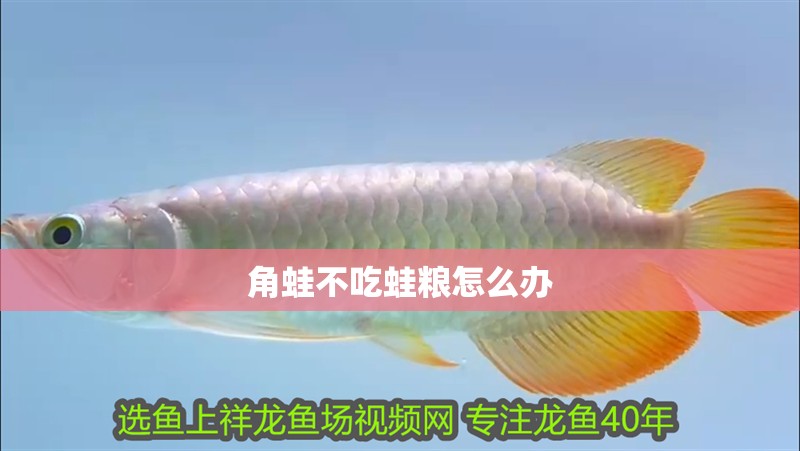 角蛙不吃蛙糧怎么辦