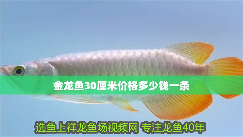 金龍魚30厘米價格多少錢一條